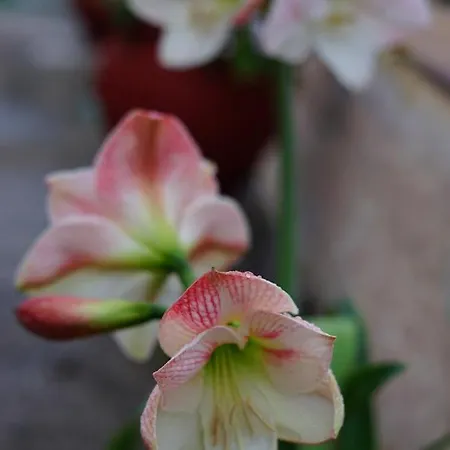 Semesterbostad Melody Agios Nikolaos (Chalkidiki)